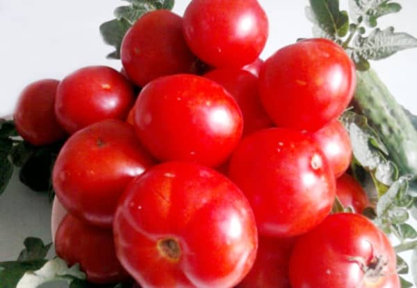 pomidory korniszonowe