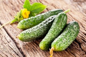Beschrijving van de beste, productieve komkommersoorten voor kassen van polycarbonaat