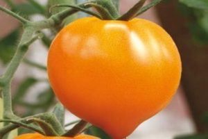 Eigenschaften der Tomatensorte Honigherz, deren Ertrag