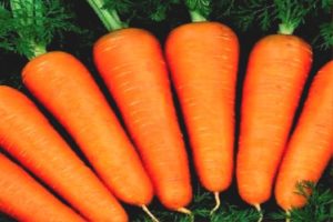 Eigenschaften und Beschreibung der Abaco-Karottensorte, Ertrag