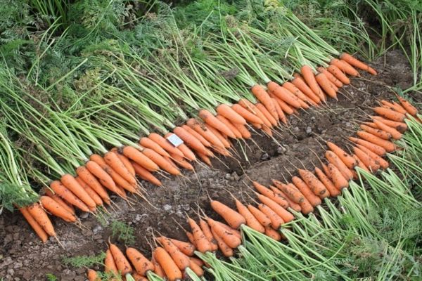 voksende gulerødder