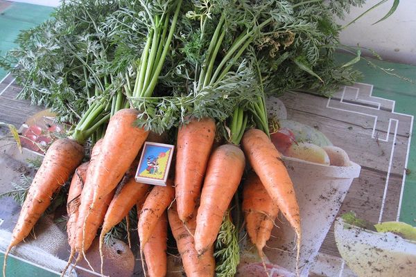 vlastnosti mrkvy
