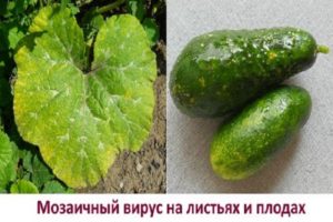 Treatment and prevention of mosaic on cucumbers