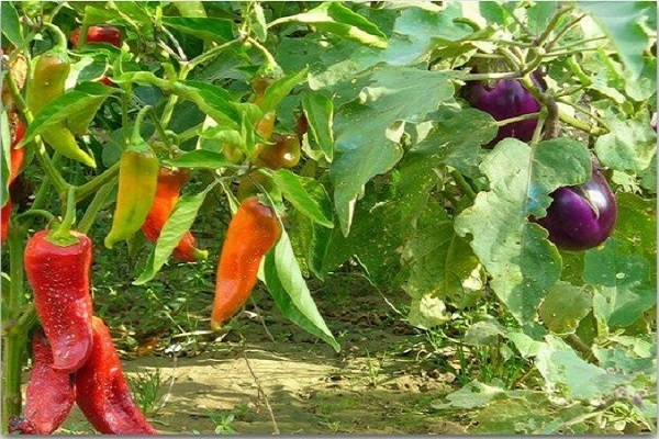 pepper and eggplant