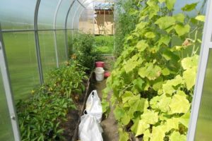Er det muligt at plante peberfrugter og agurker i samme drivhus