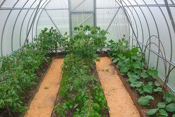 culturi de legume