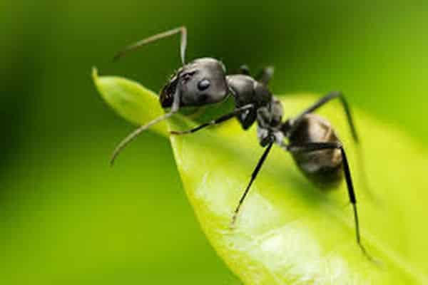 myre på et blad