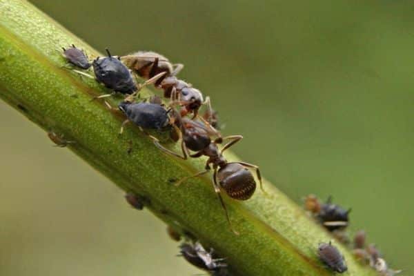 dużo mrówek