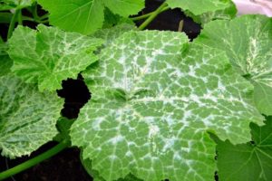 Why did white spots appear on the leaves of cucumbers, what to do and how to treat