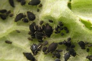 Sådan håndteres bladlus på agurker med folkemidler