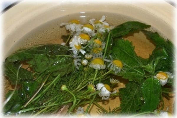 infusion aux herbes