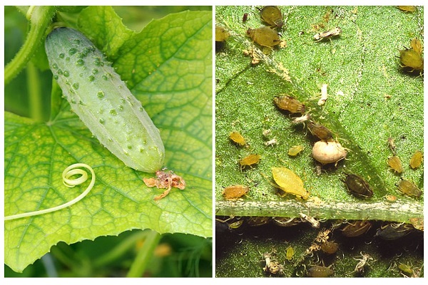hydrogen against aphids