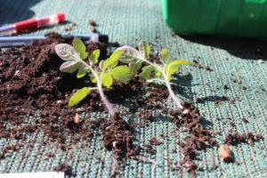 Hvorfor tomater ikke spirer og vokser langsomt, hvad man skal gøre