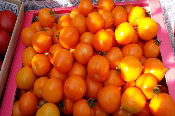 kolorowe pomidory