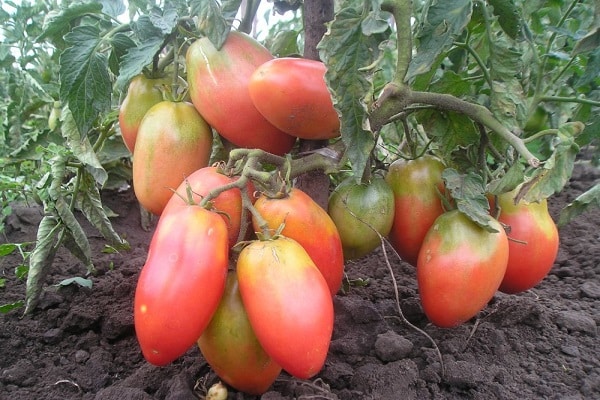 saftige tomater