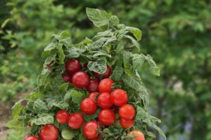 Las mejores variedades de tomates cherry de bajo crecimiento para campo abierto.