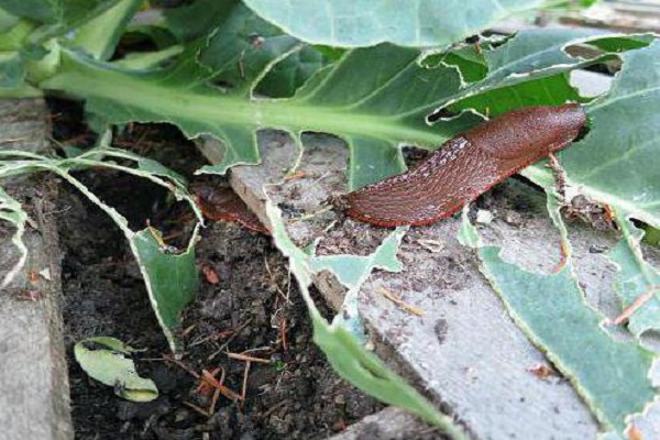 get rid of slugs