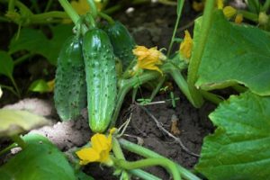 Redenen en behandeling waarom de stengel kan drogen aan de basis van komkommers