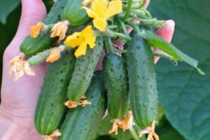 Characteristics and description of the Maryina Roshcha cucumber variety, its yield