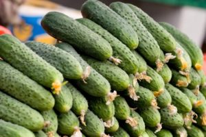 Description of the Marinda cucumber variety, their yield and cultivation