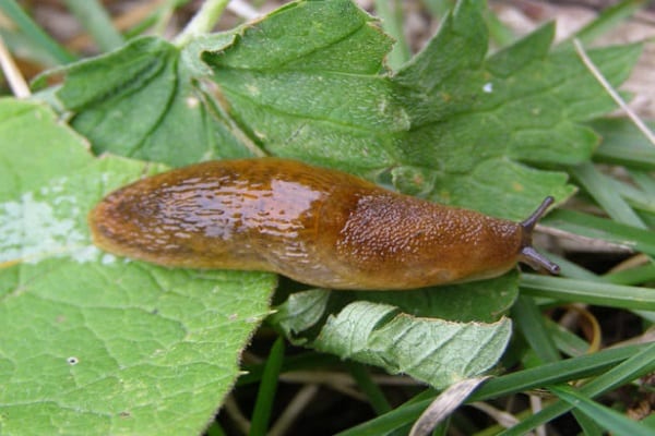 slug crawling