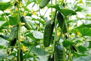 Description of the Ant cucumber variety, its characteristics and yield