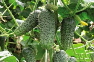 Beschrijving van de variëteit aan komkommers Zyatek en schoonmoeder en hun kenmerken