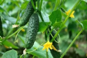 Characteristics and description of varieties of cucumbers Artist F1 and Anzor F1