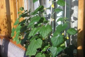 Característiques de cultiu i cura del cogombre Balcó F1 a la finestra