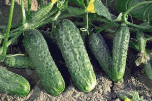 Geriausios agurkų veislės atvirame žemės plote Uraluose ir auginimo taisyklės