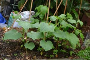 Secrets of growing, agricultural technology and care for cucumbers in the open field