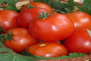 Beskrivelse af Pablo-tomatsorten, udbyttet og kultiveringen