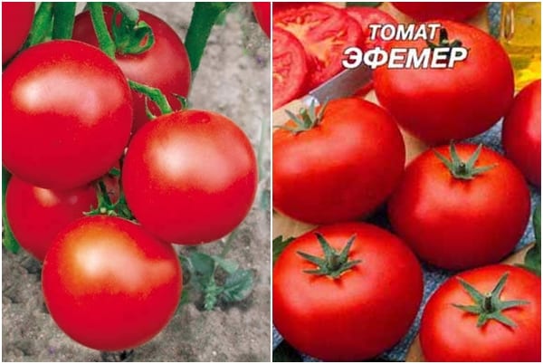tomātu sēklas Efemers