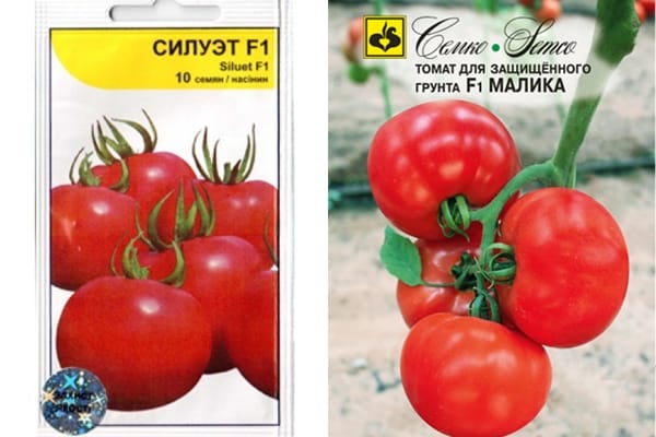 sylwetka pomidora i malika