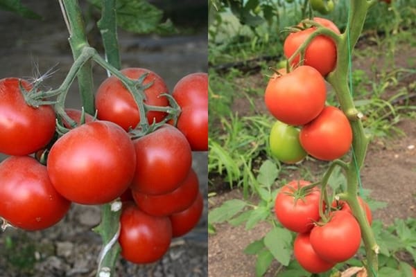 Aksai F1-tomaat