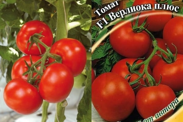 paradajka verlioka