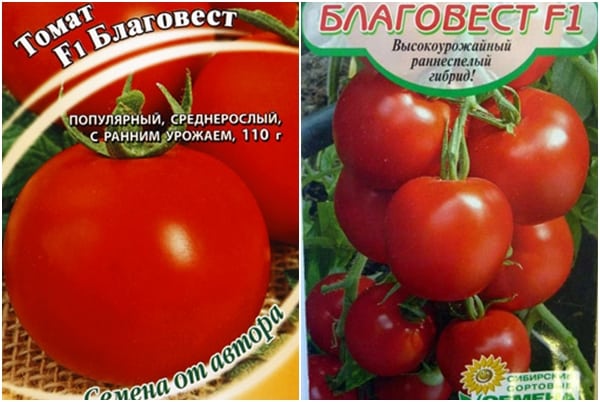 tomato seeds Blagovest F1