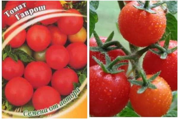 tomate gavroche