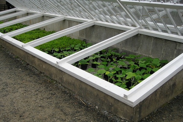 greenhouse mula sa mga bintana