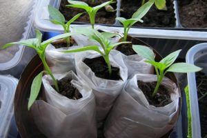 Wie man Tomaten richtig in Windeln taucht und wächst