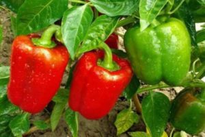 Charakteristika a popis odrůdy papriky Claudio