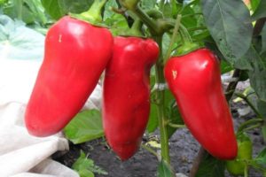 Χαρακτηριστικά και περιγραφή της ποικιλίας πιπεριού Volovye