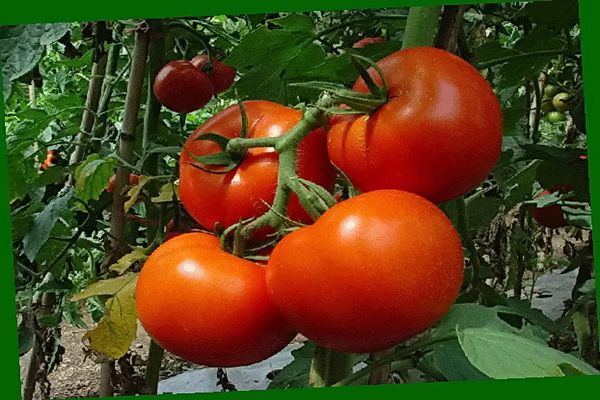 augančių pomidorų