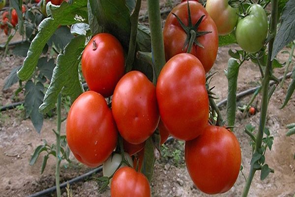 tomater på grene