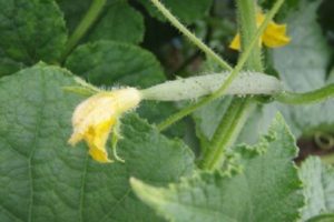 Varför gurkor växer dåligt i öppen mark och i ett växthus, vad man ska göra