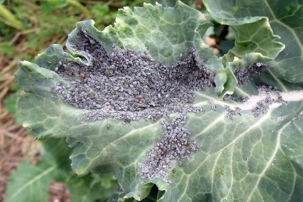 aphids on cabbage