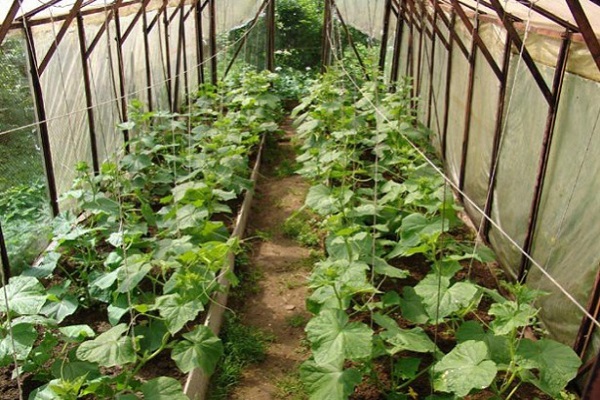 odling i ett växthus