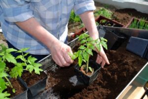Sådan fodres tomatplanter efter en pluk og hvornår