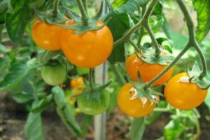 Beschrijving van de beste variëteiten gele en oranje tomaten