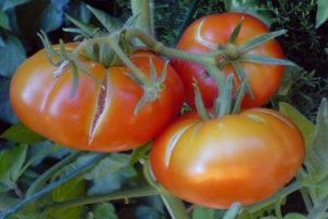 Waarom tomaten kunnen barsten in een kas als ze rijp zijn